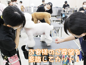プロトリマーを目指して！